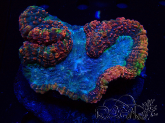 WYSIWYG - Lobophyllia (4 cm)