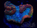 WYSIWYG - Lobophyllia (4 cm)