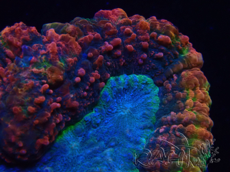 WYSIWYG - Lobophyllia (4 cm)