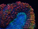 WYSIWYG - Lobophyllia (4 cm)