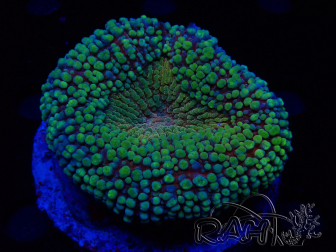 WYSIWYG - Lobophyllia (Skeleton 3.5 cm)