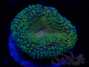 WYSIWYG - Lobophyllia (Skeleton 3.5 cm)