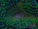 WYSIWYG - Lobophyllia (Skeleton 3.5 cm)