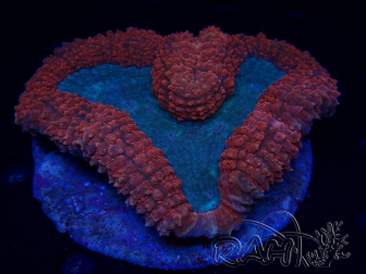 WYSIWYG - Lobophyllia sp 44 (5.5 cm)
