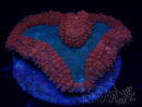 WYSIWYG - Lobophyllia sp 44 (5.5 cm)