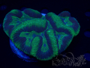 WYSIWYG Lobophyllia sp 16 (8.5 cm)