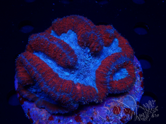 WYSIWYG - Lobophyllia (Skeleton 3.5 cm)