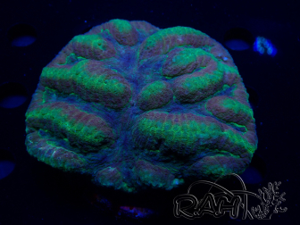 WYSIWYG - Lobophyllia  (Skeleton 3.5 cm)