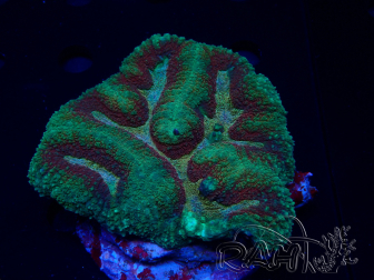 WYSIWYG - Lobophyllia (6.5 cm)