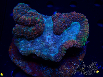 WYSIWYG - Lobophyllia (4 cm)