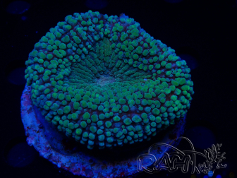 WYSIWYG - Lobophyllia (Skeleton 3.5 cm)