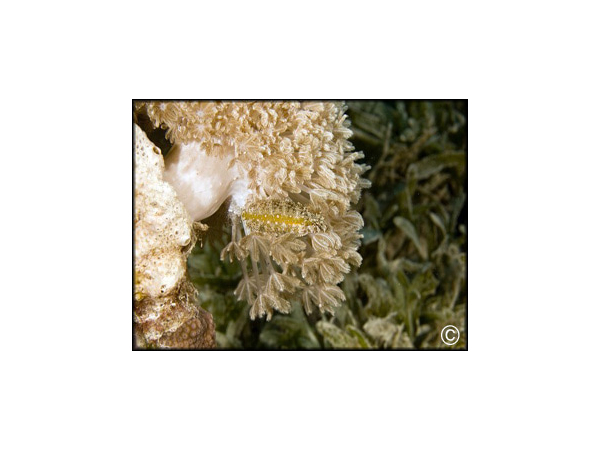 Xenia sp.