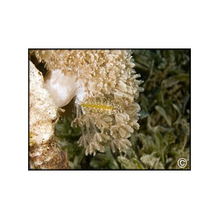 Xenia sp.