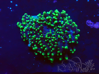 WYSIWYG - Rhodactis indosinensis