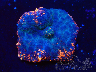WYSIWYG - Rhodactis 13J1