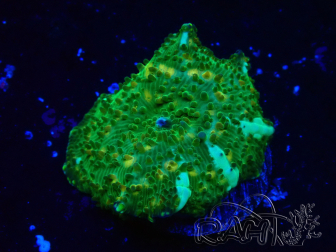 WYSIWYG - Discosoma 13K4