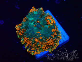 WYSIWYG - Discosoma  13M2