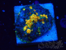 WYSIWYG - Discosoma 13M5