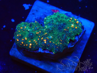 WYSIWYG - Rhodactis Orange 13P6