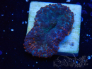 WYSIWYG - Discosoma 13M4