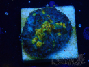 WYSIWYG - Discosoma 13M5