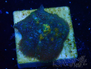 WYSIWYG - Discosoma 13N1