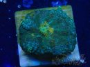 WYSIWYG - Discosoma 13N5