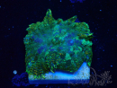 WYSIWYG - Discosoma  13P2