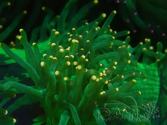 WYSIWYG Catalaphyllia jardinei 2 (Skeleton 5 cm/open 12 cm)