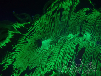 WYSIWYG Catalaphyllia jardinei 16 (4 cm)