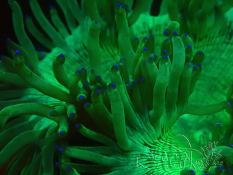 WYSIWYG Catalaphyllia jardinei Blue Tips Fragmento 6 (Esqueleto 6.5 cm/abierto 11 cm)