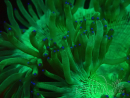 WYSIWYG Catalaphyllia jardinei Blue Tips Fragmento 6 (Esqueleto 6.5 cm/abierto 11 cm)