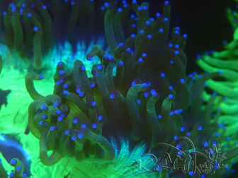 WYSIWYG Catalaphyllia jardinei Blue Tips Frag 5 (Esqueleto 3 cm/abierto 7 cm)