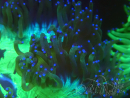 WYSIWYG Catalaphyllia jardinei Blue Tips Frag 5 (Esqueleto 3 cm/abierto 7 cm)