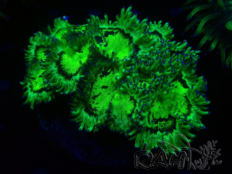 WYSIWYG Catalaphyllia jardinei 14 (8 cm)
