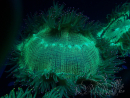 WYSIWYG Catalaphyllia jardinei 19 (3,5 cm)