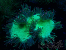 WYSIWYG Catalaphyllia jardinei Fragmento 11 (3 cm)