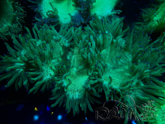 WYSIWYG Catalaphyllia jardinei Blue Tips Fragmento 6 (Esqueleto 6.5 cm/abierto 11 cm)