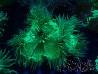 WYSIWYG Catalaphyllia jardinei 4 (Skeleton 4 cm/open 8 cm)