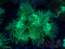 WYSIWYG Catalaphyllia jardinei 9 (Skeleton 9 cm/open 18 cm)