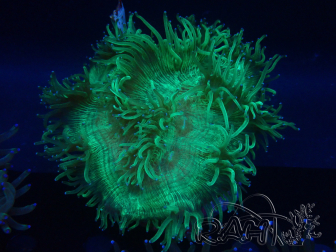 WYSIWYG Catalaphyllia jardinei 20 (3,5 cm)