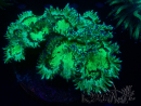 WYSIWYG Catalaphyllia jardinei 14 (8 cm)