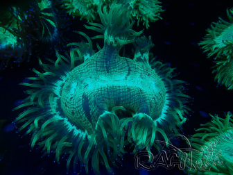 WYSIWYG Catalaphyllia jardinei 15 (8 cm)