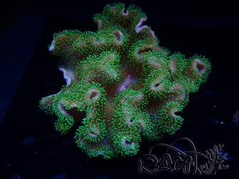 WYSIWYG Sarcophyton