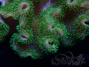 WYSIWYG Sarcophyton