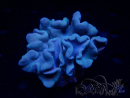 WYSIWYG Sarcophyton sp 61