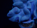 WYSIWYG Sarcophyton