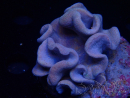 WYSIWYG Sarcophyton