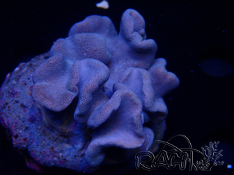 WYSIWYG Sarcophyton sp 64