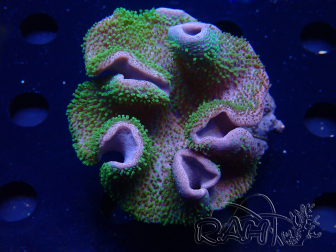 WYSIWYG Sarcophyton sp 65